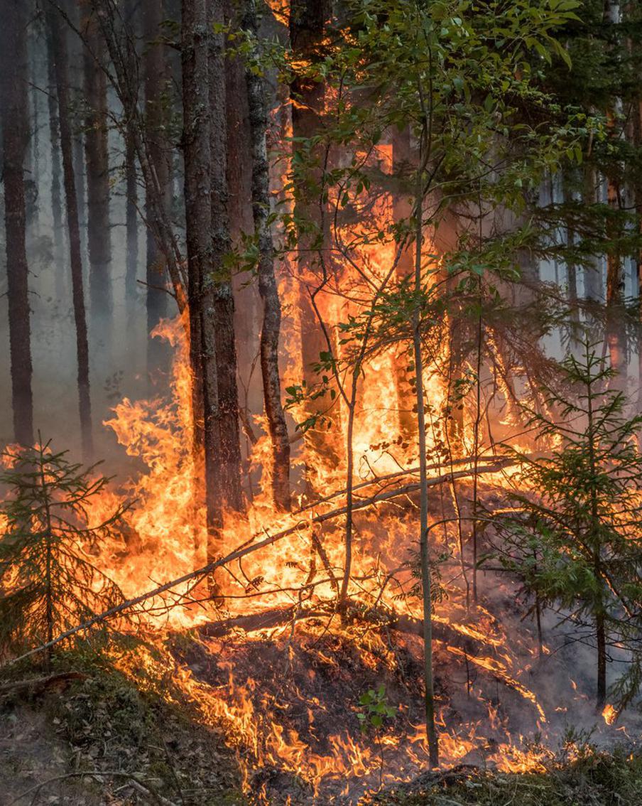 Авиалесоохрана рассказала о потушенных за сутки лесных пожарах