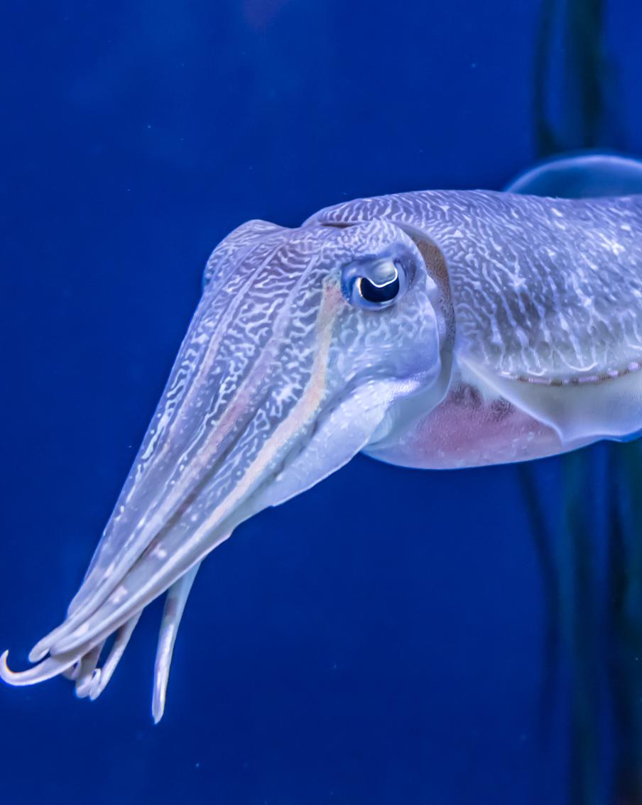 Кальмар Гумбольдта спасёт человечество. Учёные нашли способ, как использовать его белок