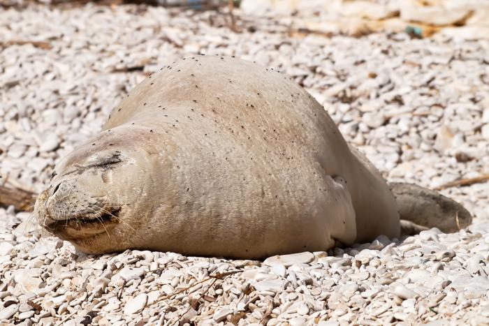 Не просто тюлень, а Юлия приплыла погреться на пляже в израильском городе Яффа