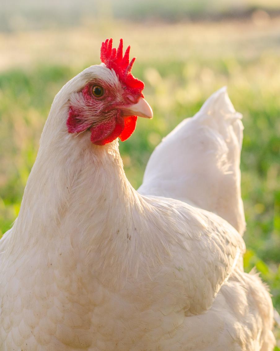 Из-за курицы работникам метрополитена в Мексике пришлось остановилось движение поездов