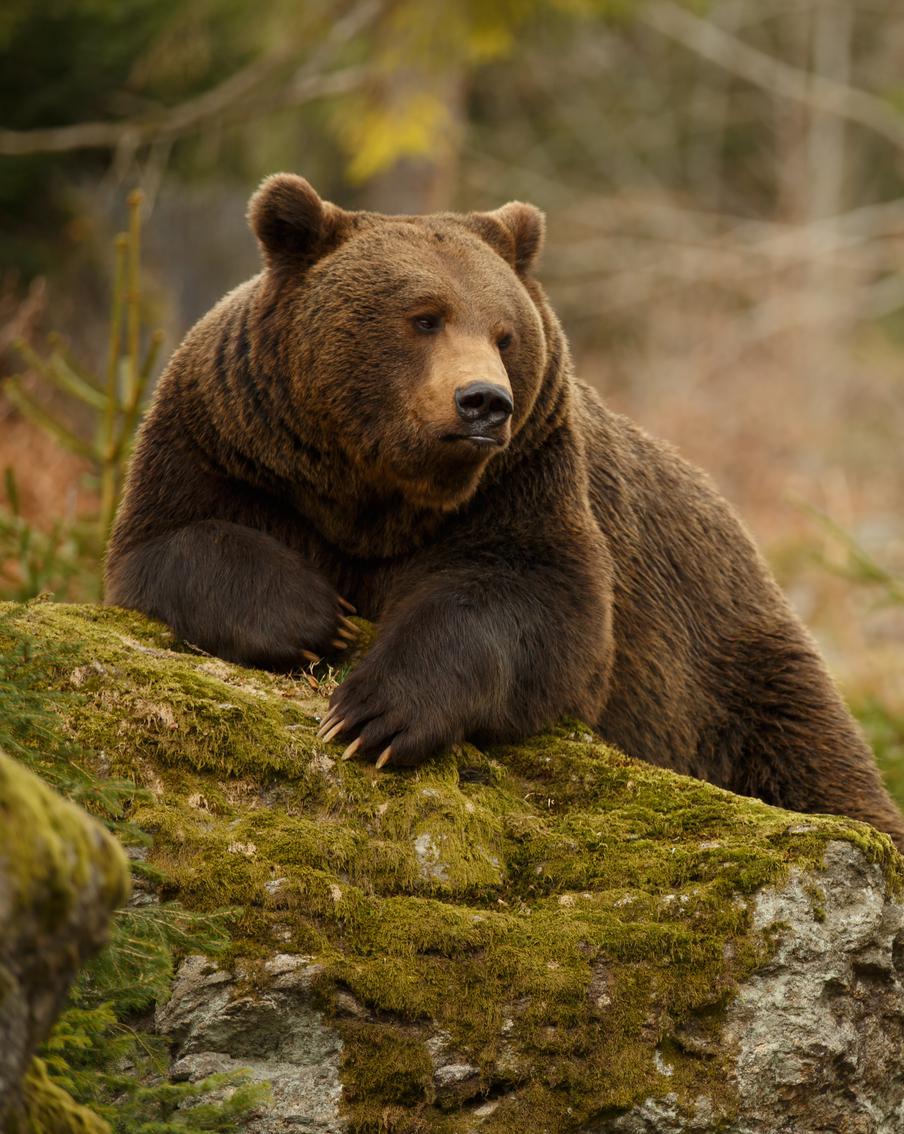 В Североуральске люди встретились с медведями