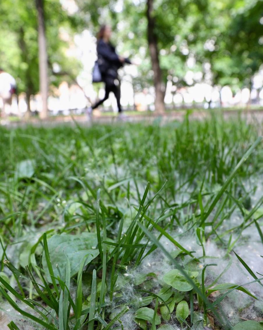 В Москве раньше времени началось "пухопадение". Metro подготовило инфографику о столичных тополях