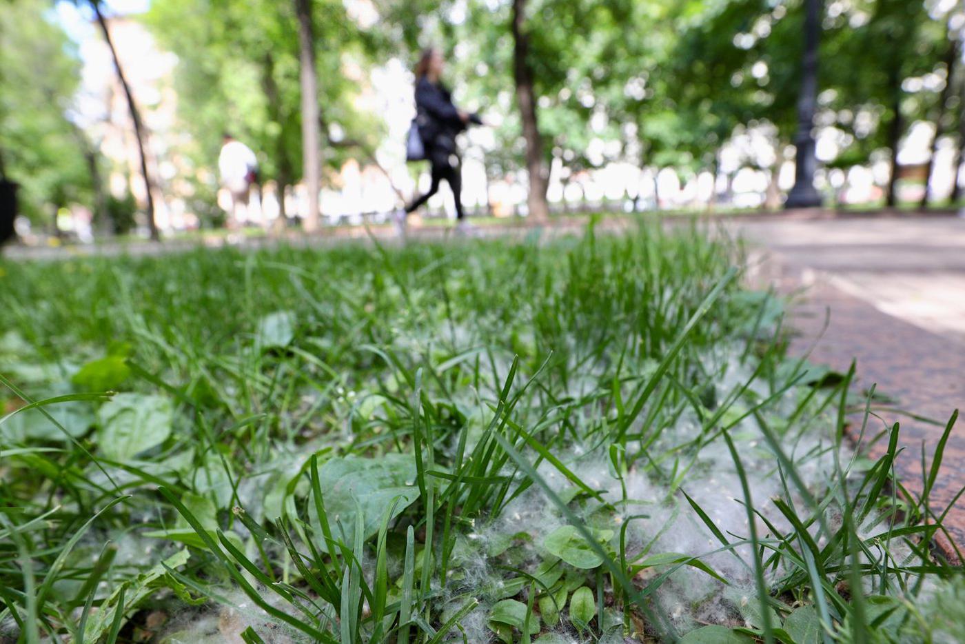 В Москве раньше времени началось "пухопадение". Metro подготовило инфографику о столичных тополях