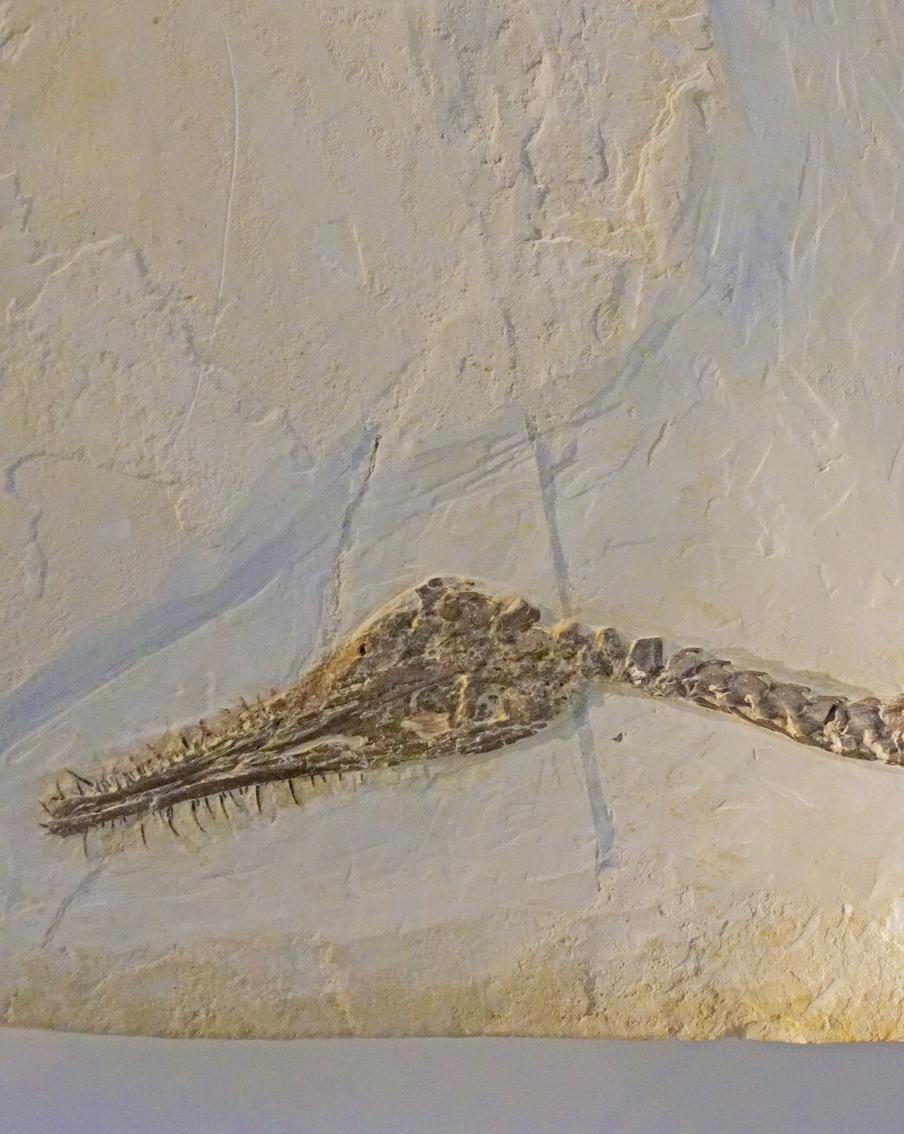 Палеонтологи обнаружили необычные окаменелые зубы