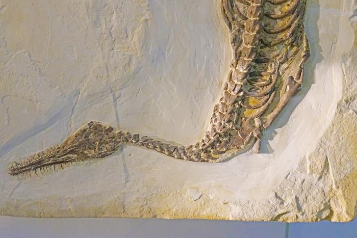 Палеонтологи обнаружили необычные окаменелые зубы