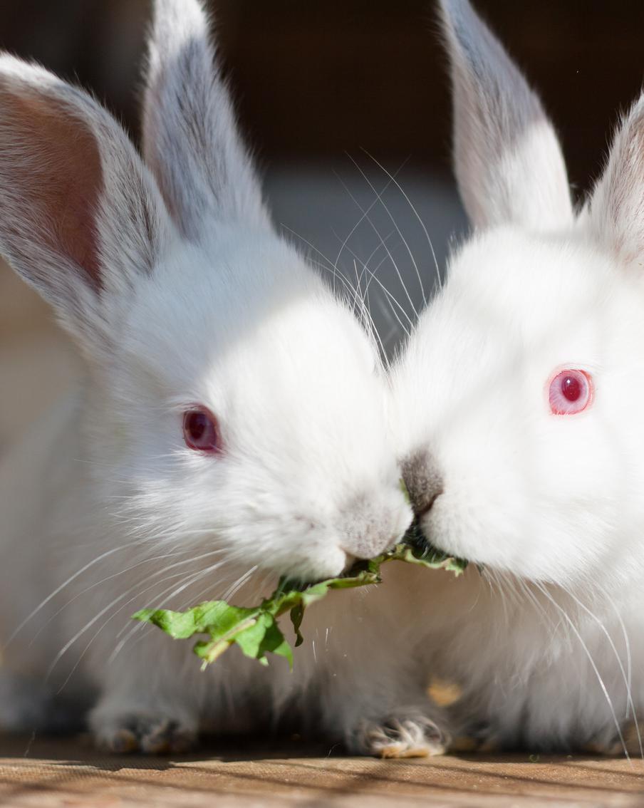 Российские учёные совершили открытие, способное восстановить зрение при травмах роговицы