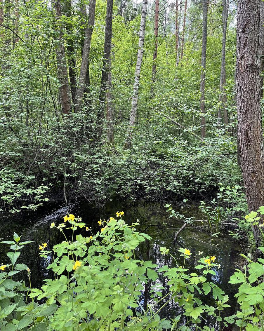 В Московской области ввели запрет на посещение лесов