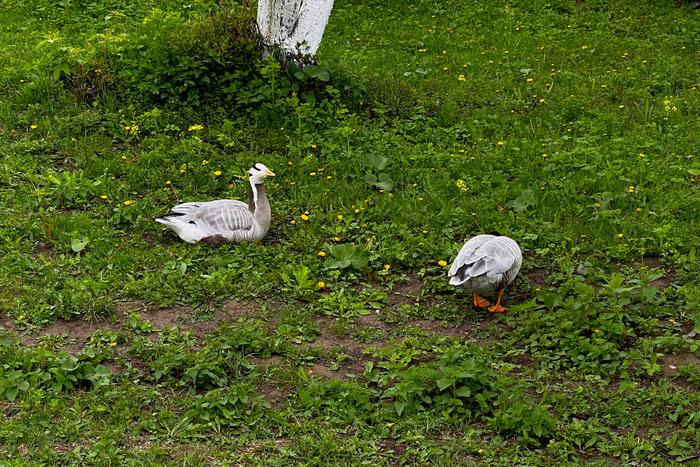 В некоторых районах Москвы ввели карантин из-за птичьего гриппа