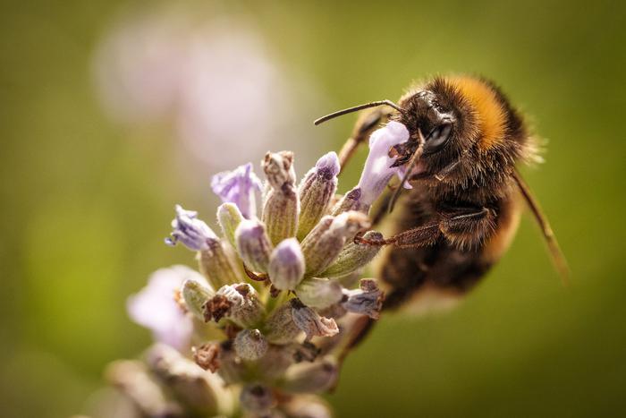 Глобальное потепление очень негативно влияет на жизнь пчёл. Что может сделать каждый из нас, чтобы помочь этим насекомым