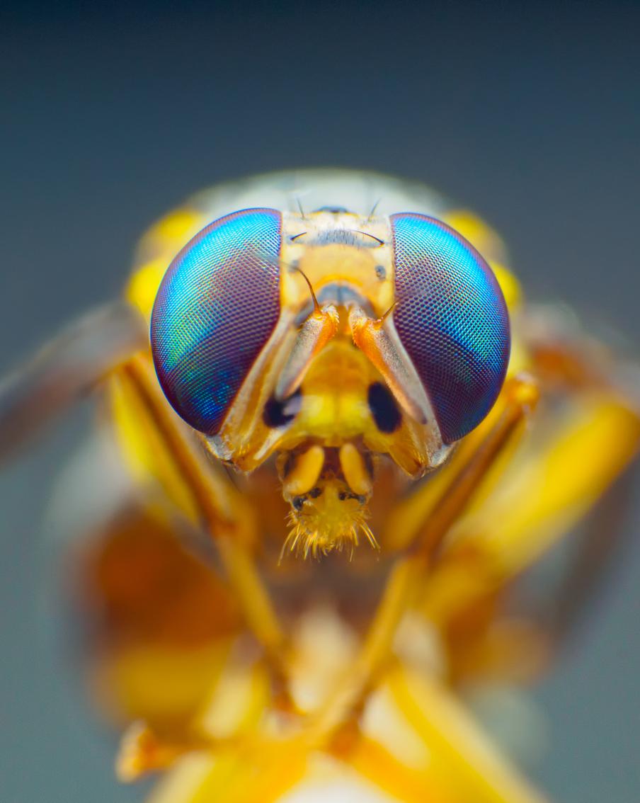 Загрязнение воздуха влияет на размножение насекомых и может привести к их массовому вымиранию