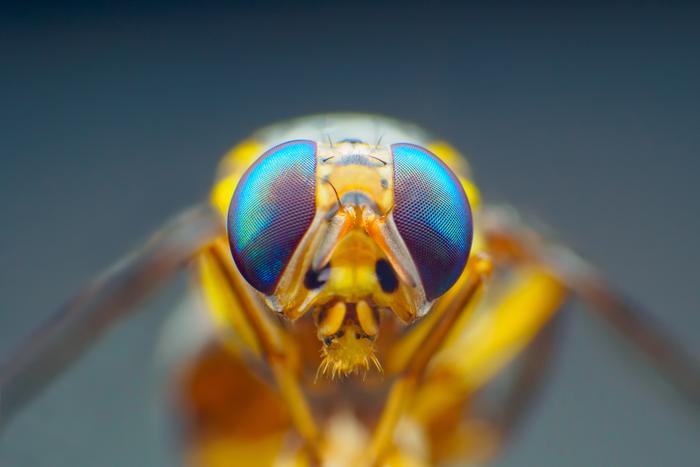 Загрязнение воздуха влияет на размножение насекомых и может привести к их массовому вымиранию