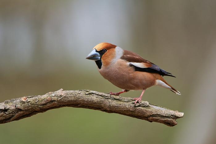 В парке "Измайлово" обнаружили краснокнижную птицу