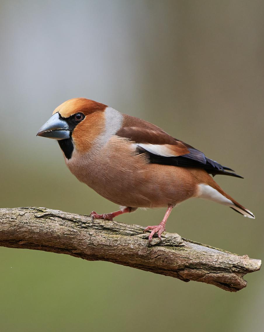 В парке "Измайлово" обнаружили краснокнижную птицу