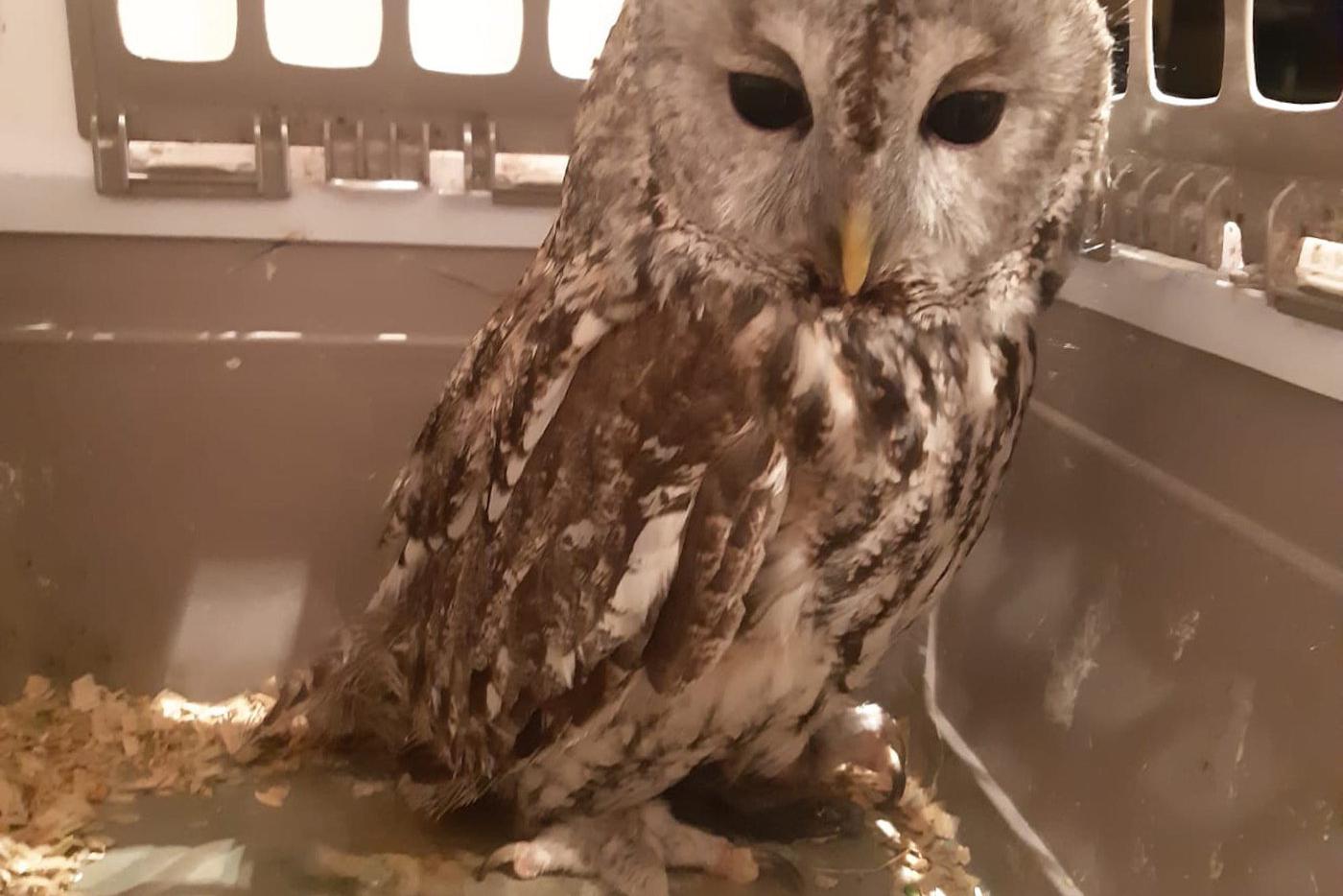 Москвичи спасают сов и крокодилов в телеграме: за первую неделю чат-бот принял десятки обращений