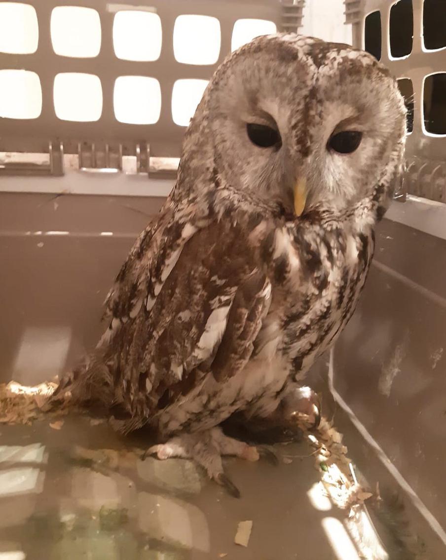 Москвичи спасают сов и крокодилов в телеграме: за первую неделю чат-бот принял десятки обращений