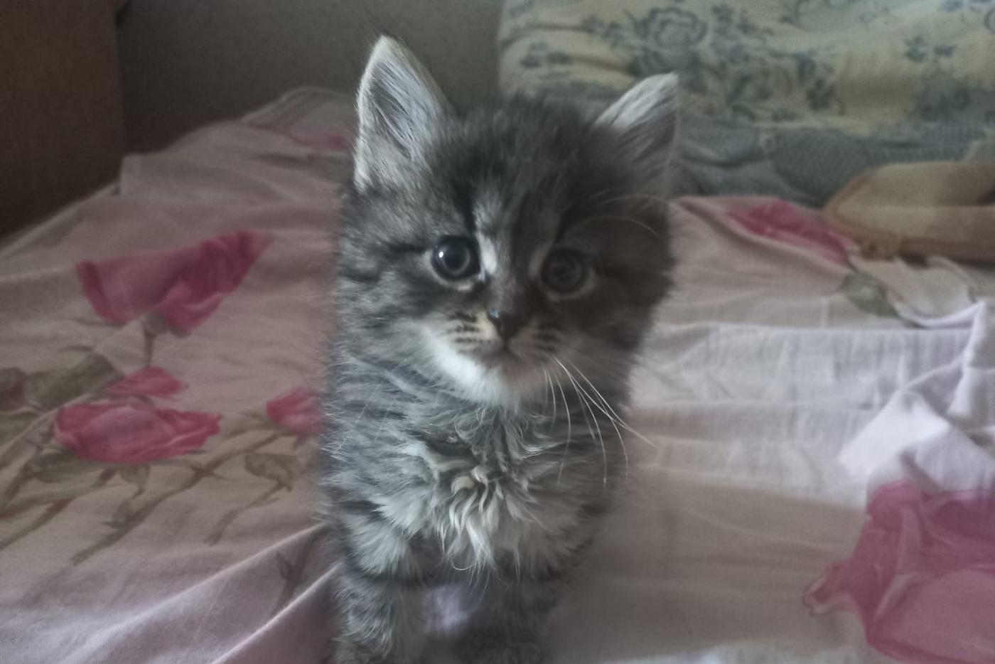 Боец СВО забрал домой Кошку, которая родила котят в блиндаже под обстрелами