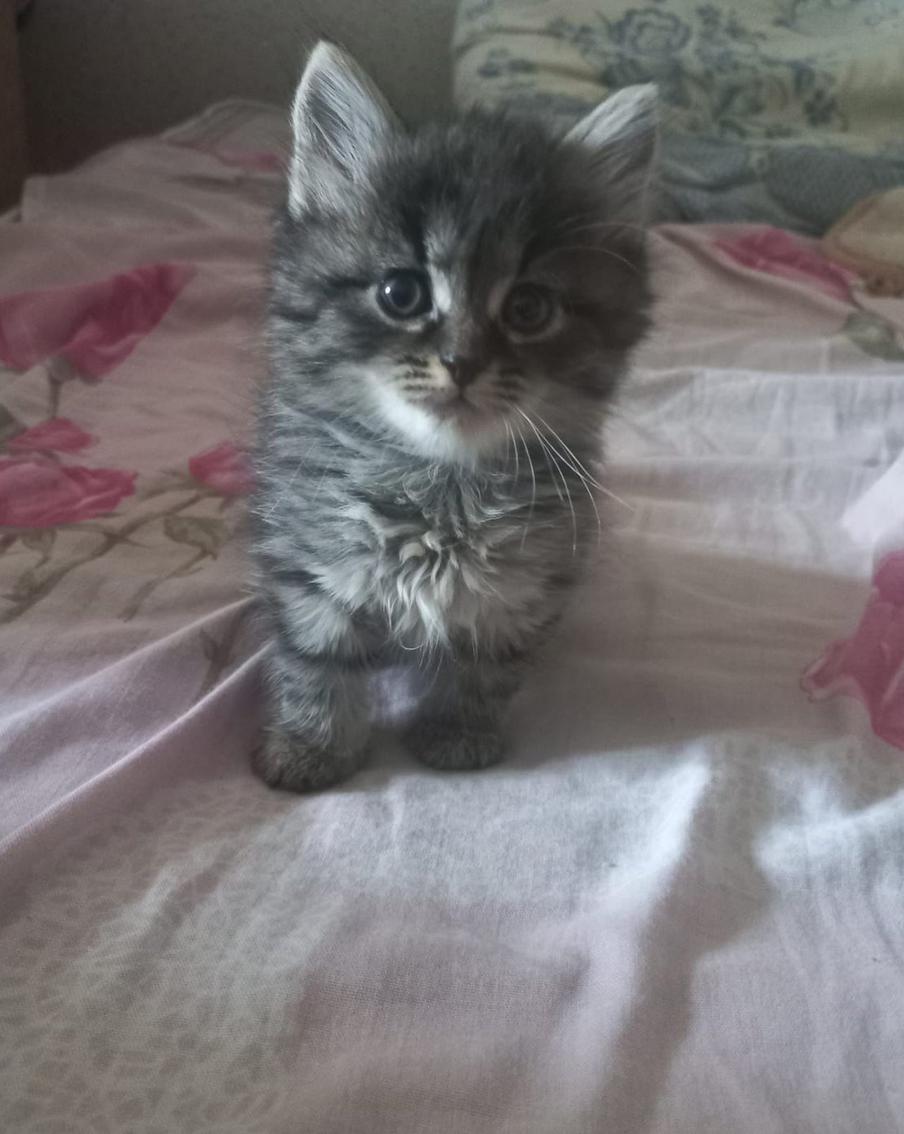 Боец СВО забрал домой Кошку, которая родила котят в блиндаже под обстрелами