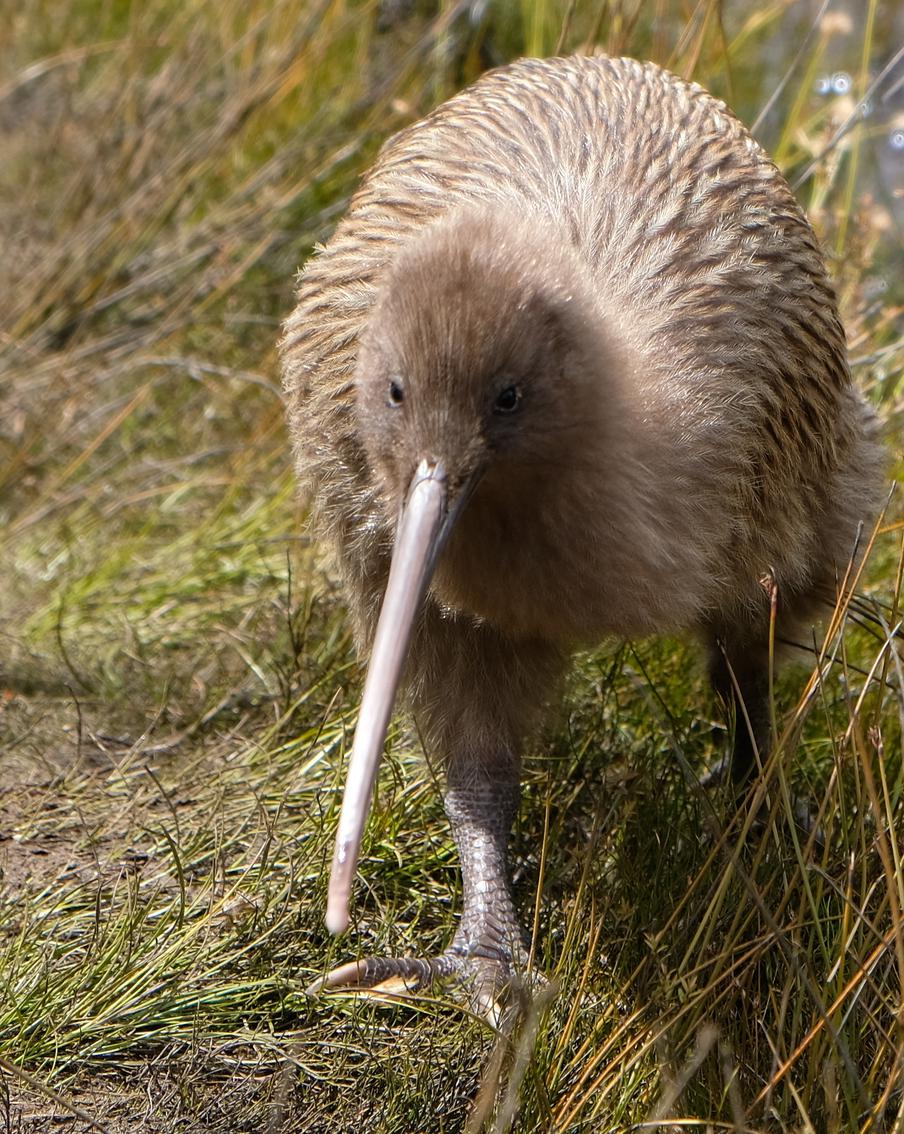 Новозеландцы возмутились отношением к птице киви в зоопарке Майами