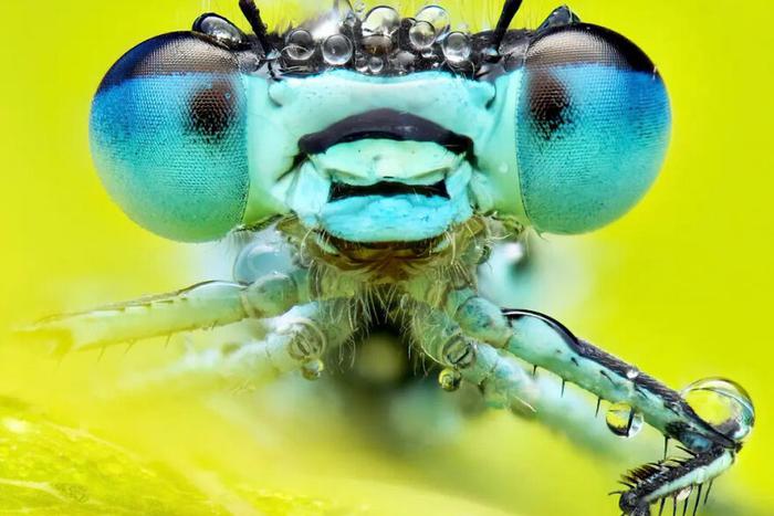 Эти глаза напротив: букашки могут быть очень симпатичными. Рассматриваем лучшие фотоработы, победившие в конкурсе "Неделя насекомых"