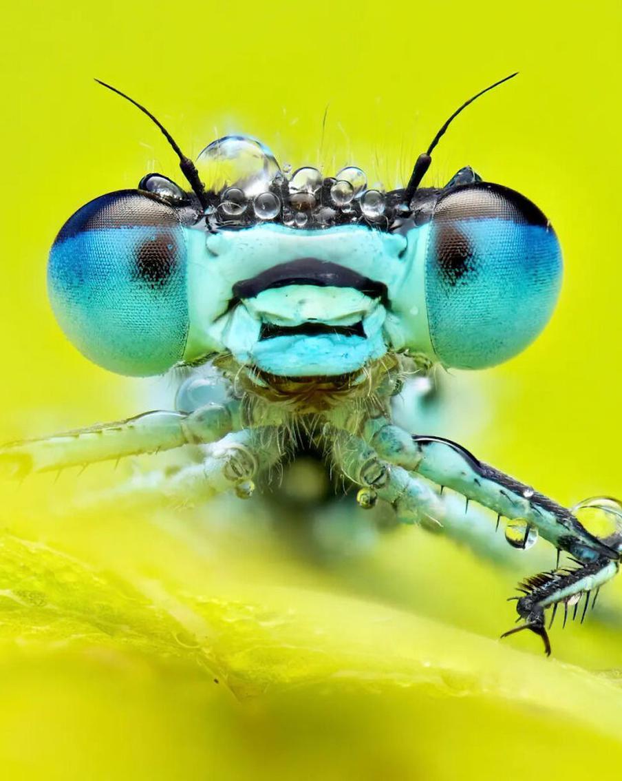 Тонкохвост изящный, или синехвостая стрекоза