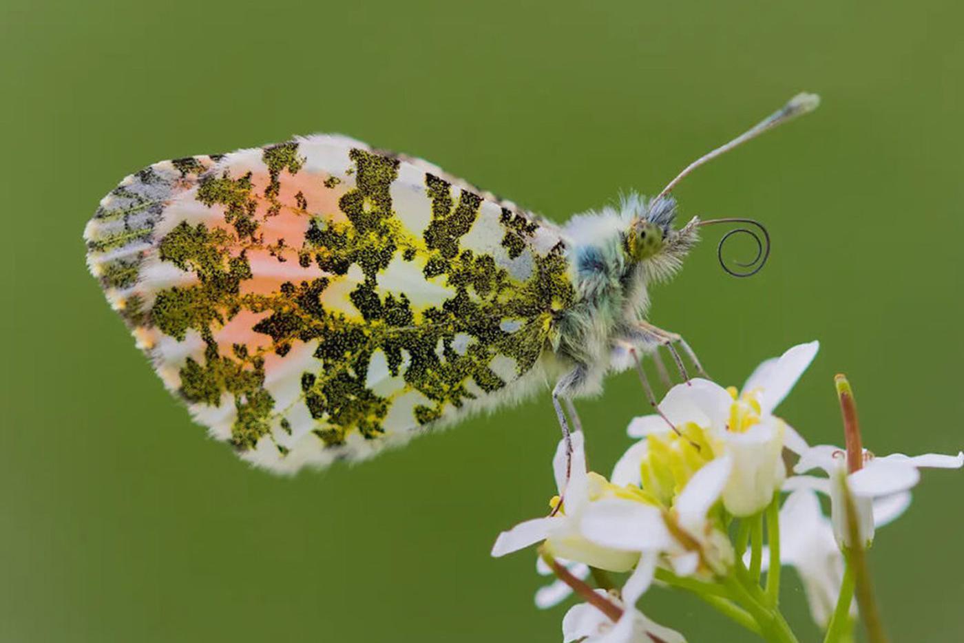 Оранжевая бабочка