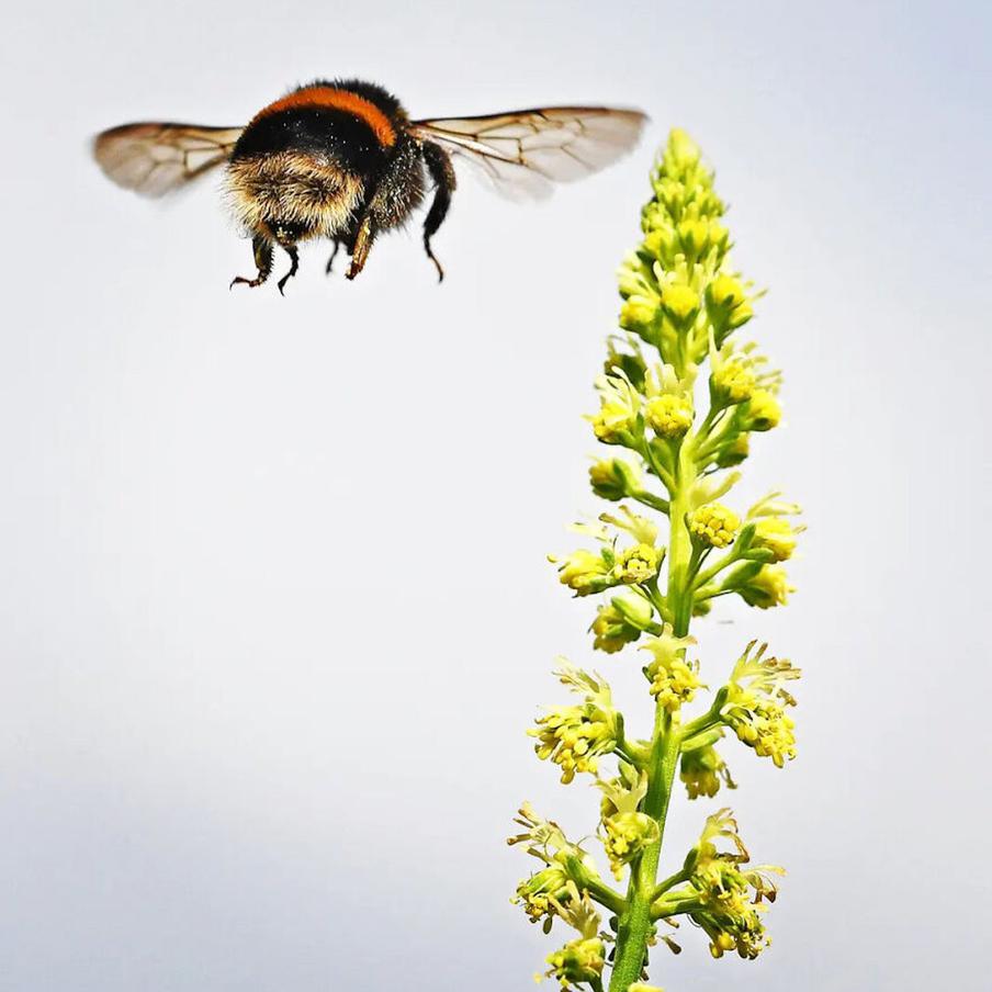  Земляной шмель