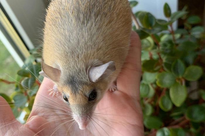 В Новокосино есть всё! Мыши заграничные, крысы столичные, но необычные – о самых редких зверьках рассказала специалист по грызунам