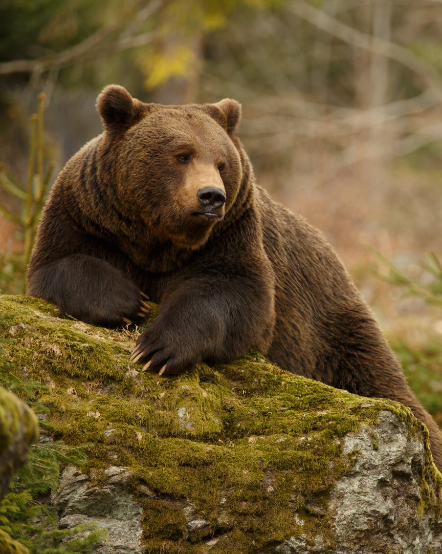 В США медведь проник в пекарню и, распугав сотрудников, утащил ящик с кексами