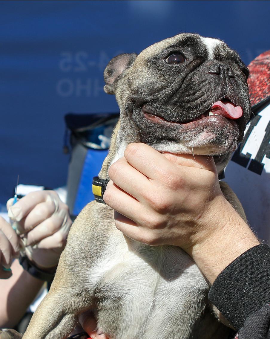Прививочные пункты появятся на собачьих площадках. Это позволит хозяевам сэкономить время
