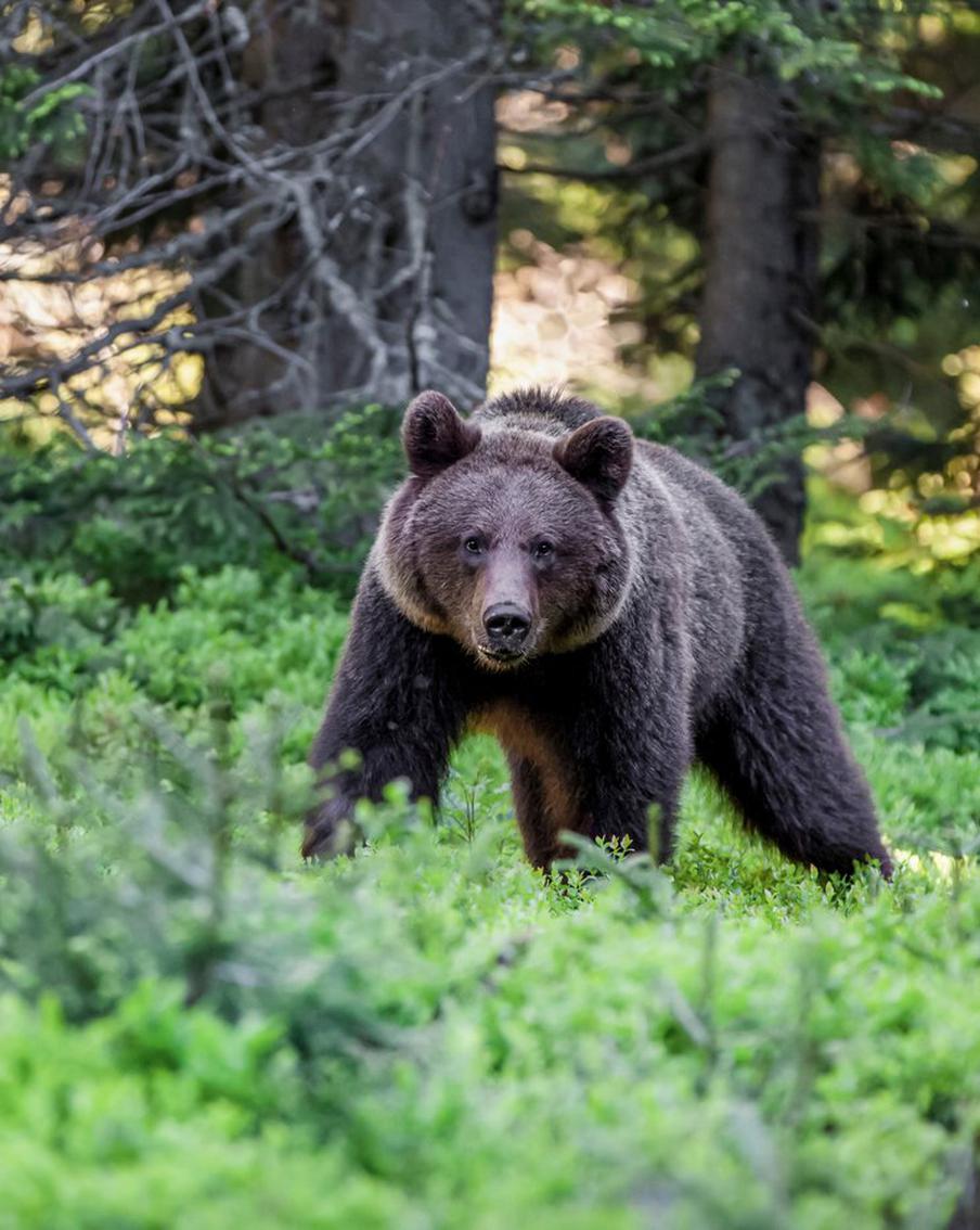 Финской пограничнице пришлось прикинуться мёртвой