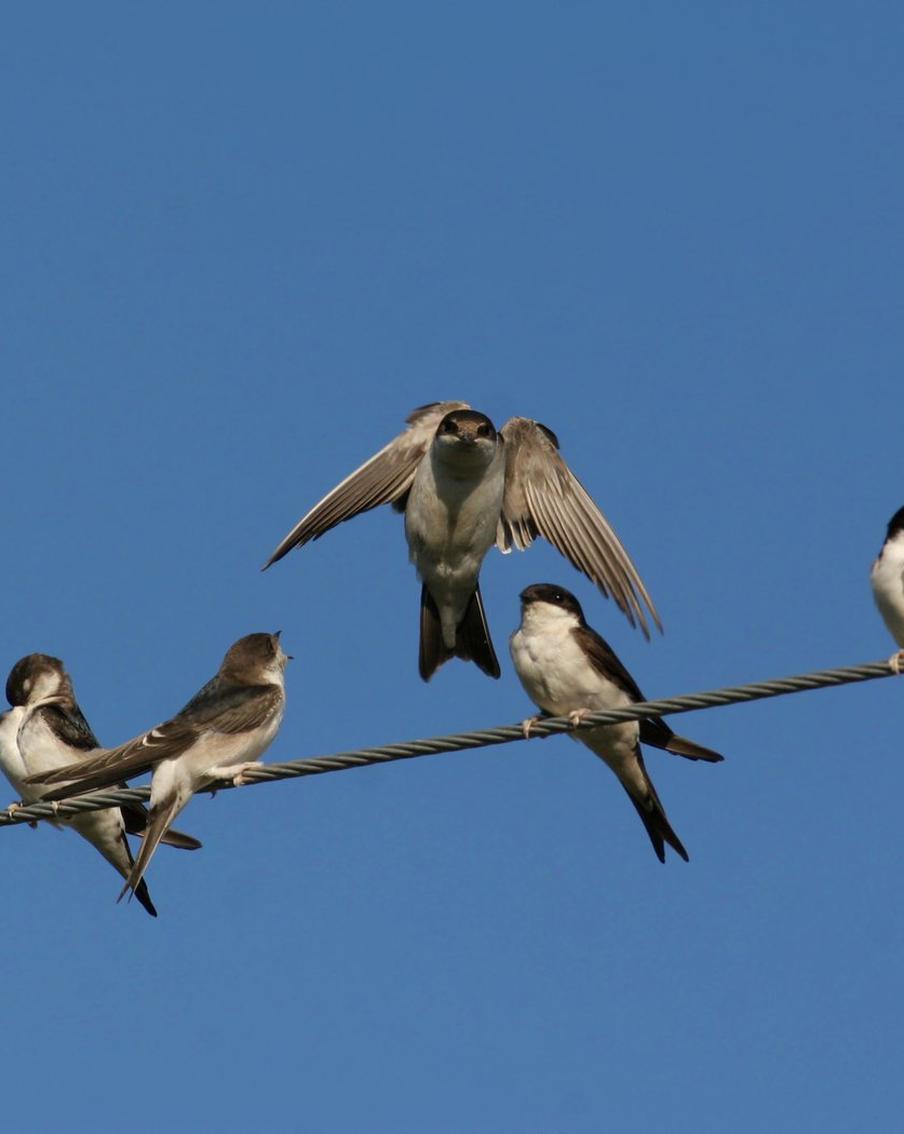 Береговушка, касатка и воронок. В Москву после долгой зимы вернулись ласточки