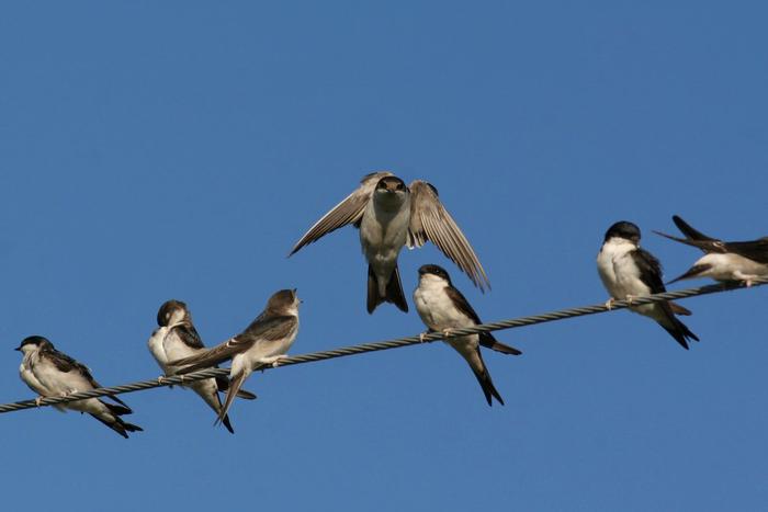 Береговушка, касатка и воронок. В Москву после долгой зимы вернулись ласточки