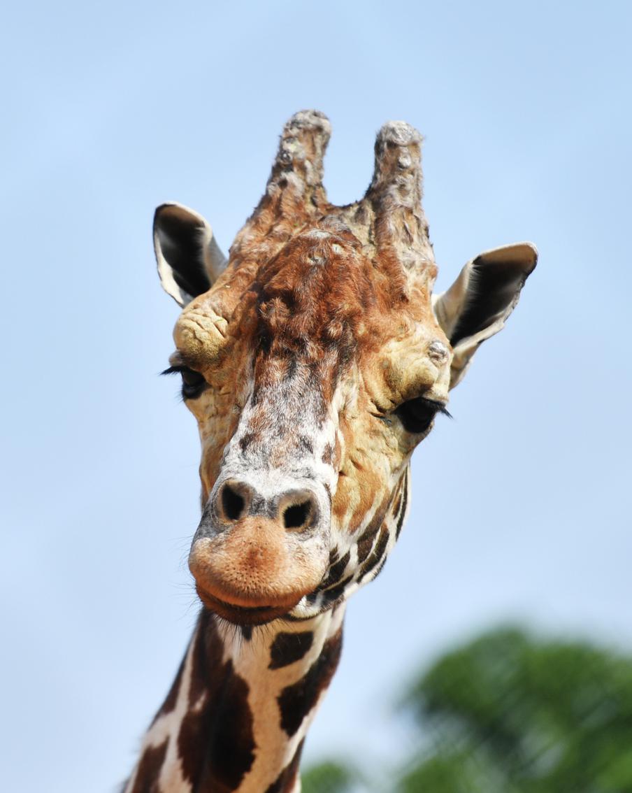 В Московском зоопарке на улицу вышел старейший жираф