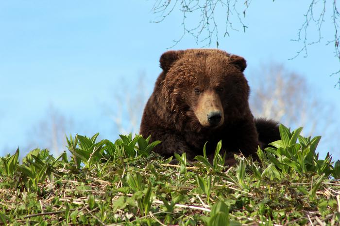 в Долине гейзеров сократят число туристов из-за медведей