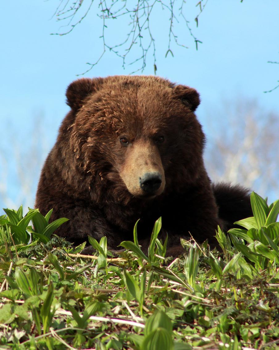 в Долине гейзеров сократят число туристов из-за медведей