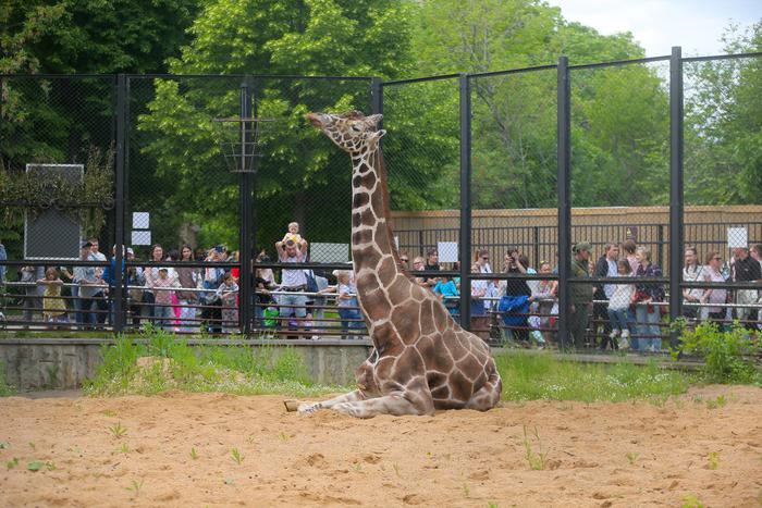 Самсон Ленинградов скоро отметит 30 лет! Знаменитый жираф порадовал москвичей