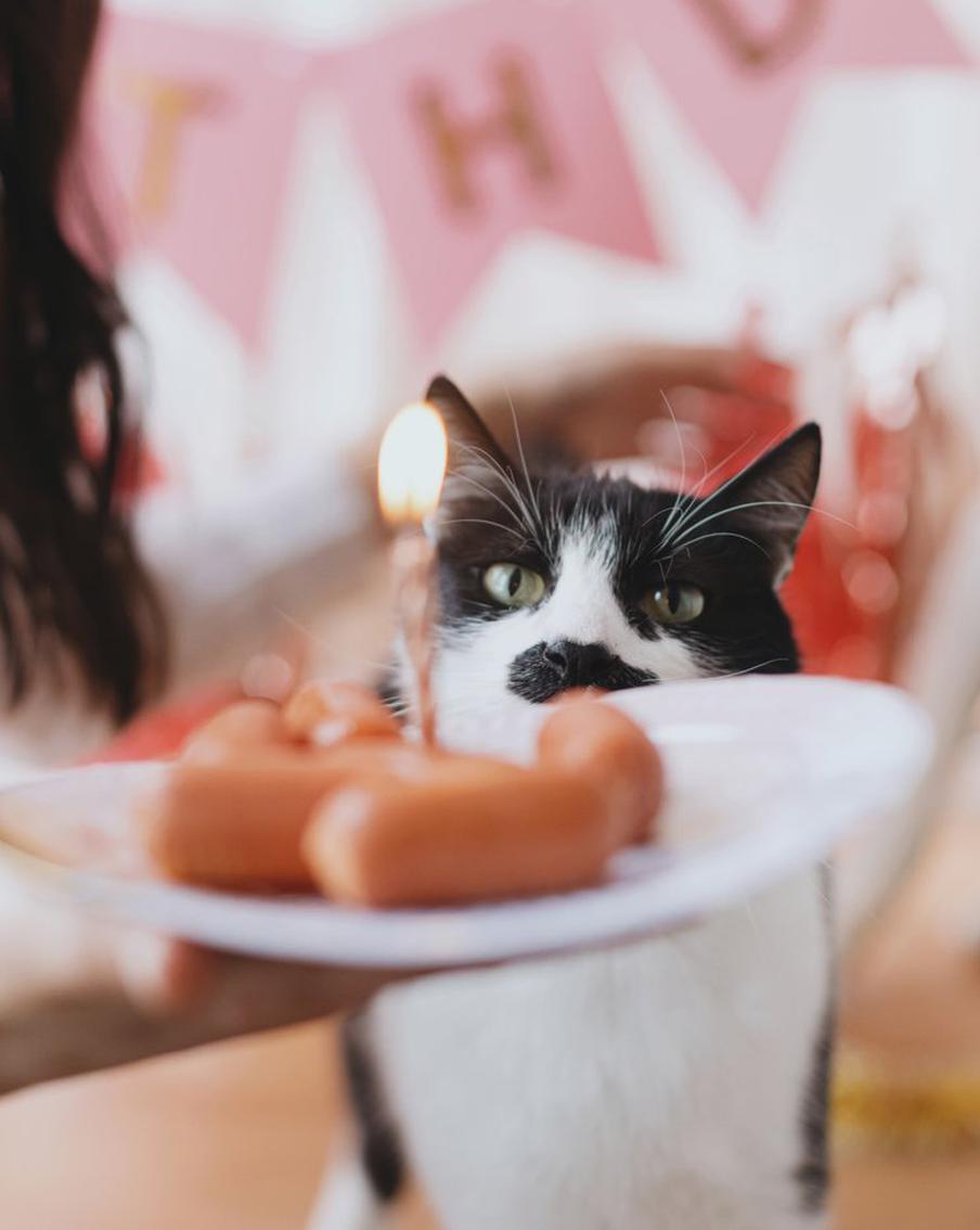 В Великобритании кошка отметила своё 32-летие