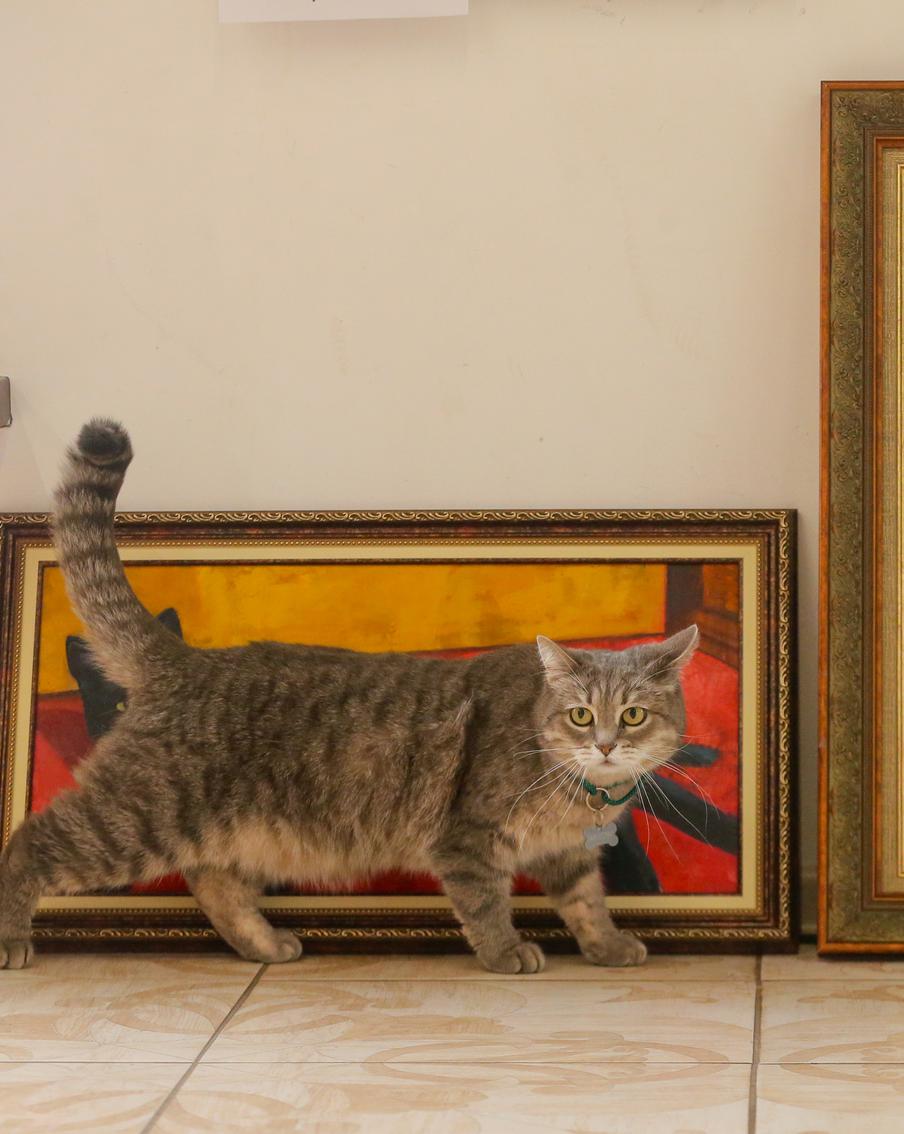 Кошка Катя, которая пропала из музея Есенина, уже инспектирует новые выставки