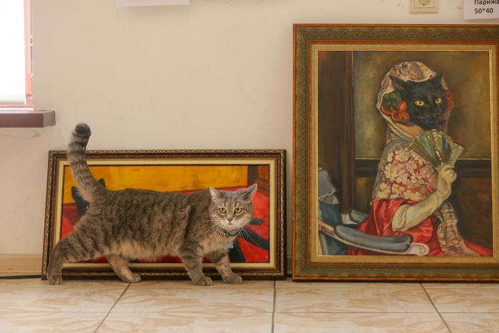 Кошка Катя, которая пропала из музея Есенина, уже инспектирует новые выставки