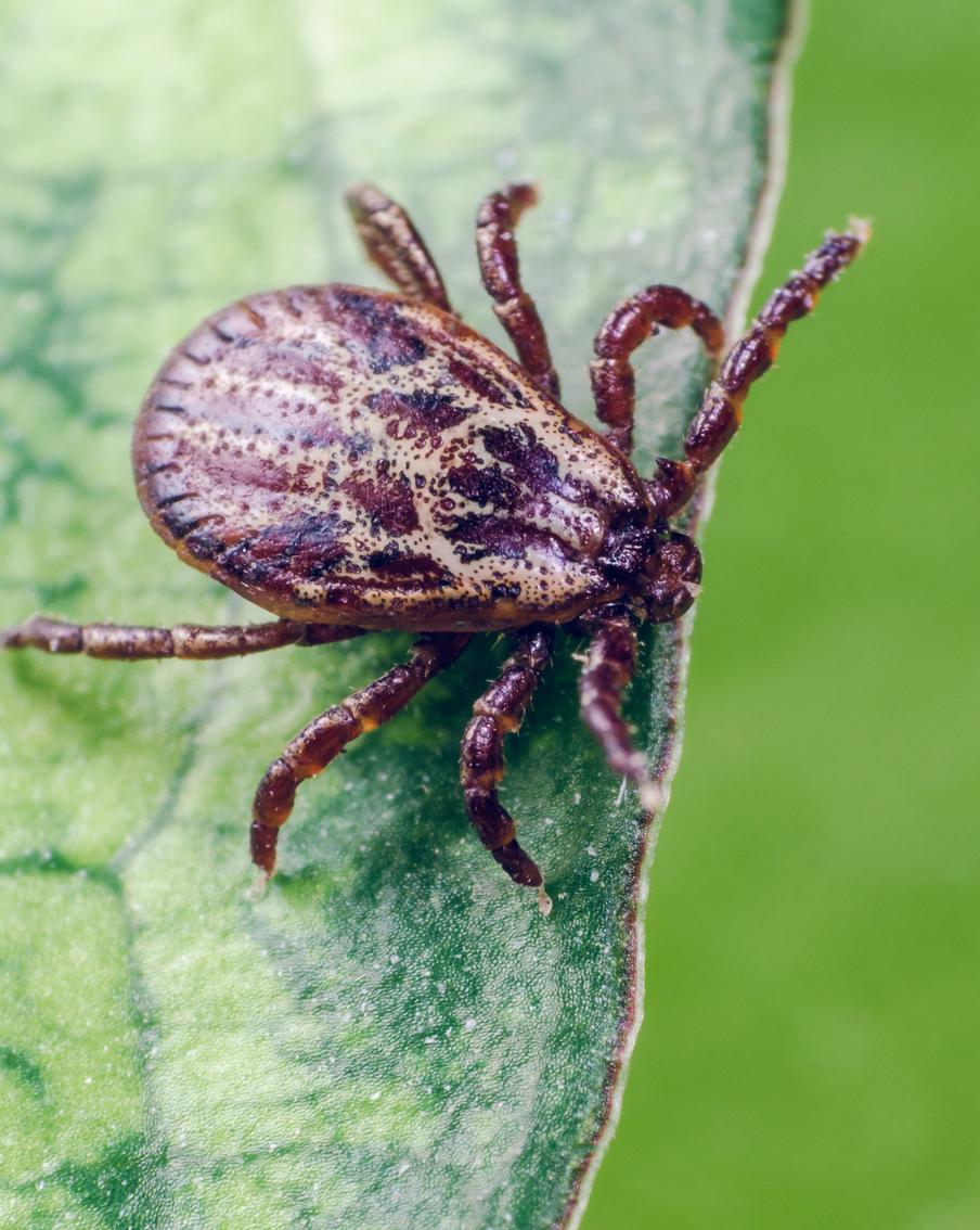 В Подмосковье в этом году зафиксировали рост количества укусов клещей