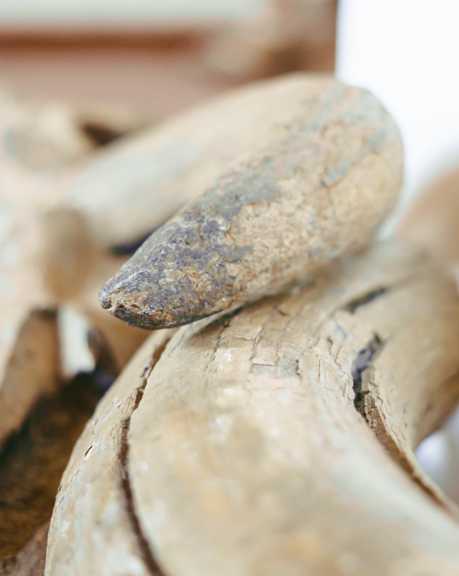 Двух мужчин поймали за контрабанду бивня мамонта