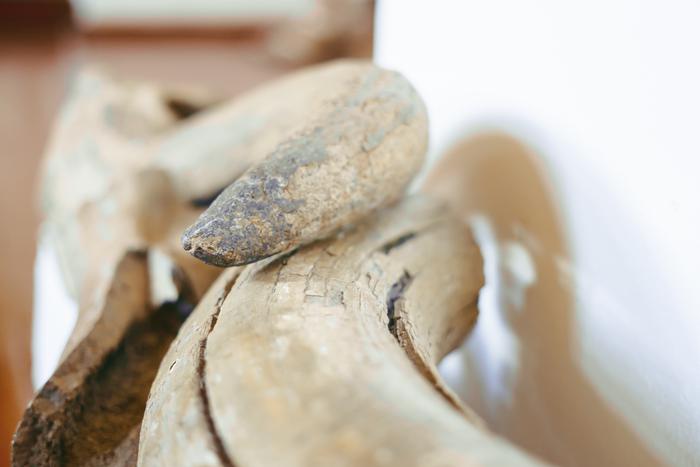 Двух мужчин поймали за контрабанду бивня мамонта