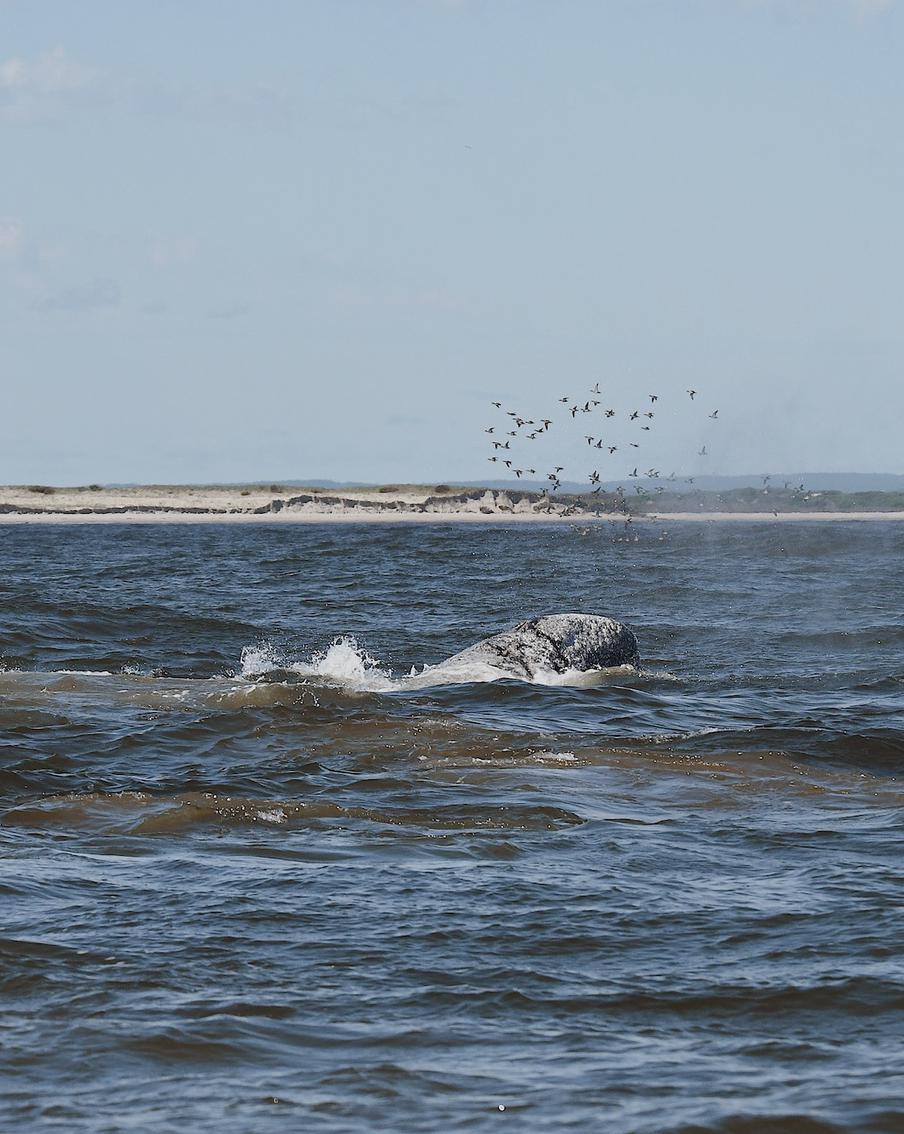 "Серые киты были как древние динозавры!": невероятные истории участников научной экспедиции на Сахалин