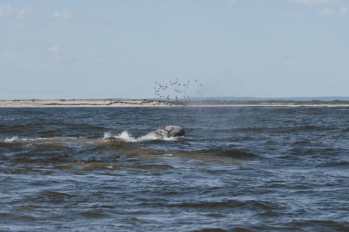 "Серые киты были как древние динозавры!": невероятные истории участников научной экспедиции на Сахалин