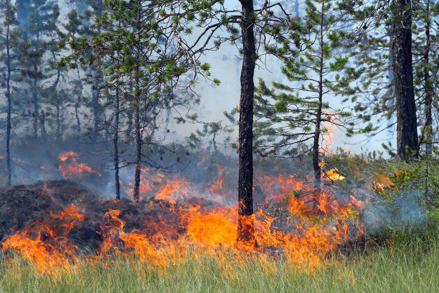 Лесной пожар задачи. Охрана леса от пожара. Защита лесов. Сохрна лесаа от пожара. Лесные пожары.