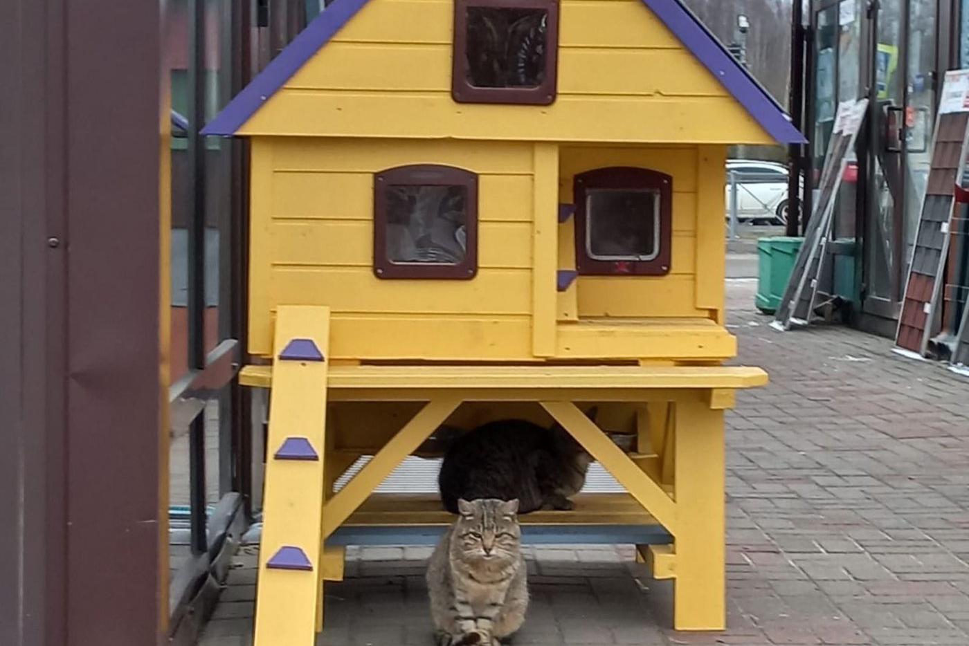 Необычные котокоттеджи помогают котикам и людям жить дружно