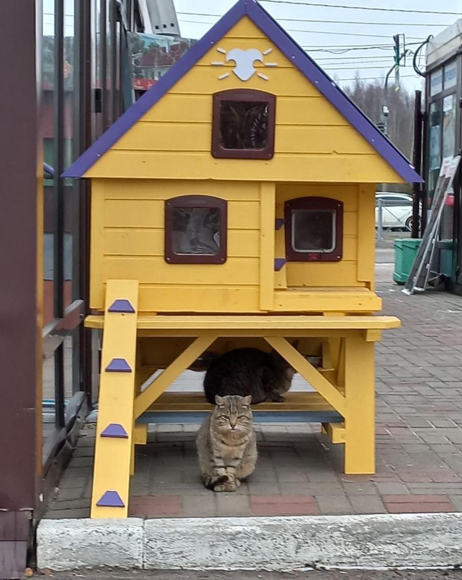 Необычные котокоттеджи помогают котикам и людям жить дружно