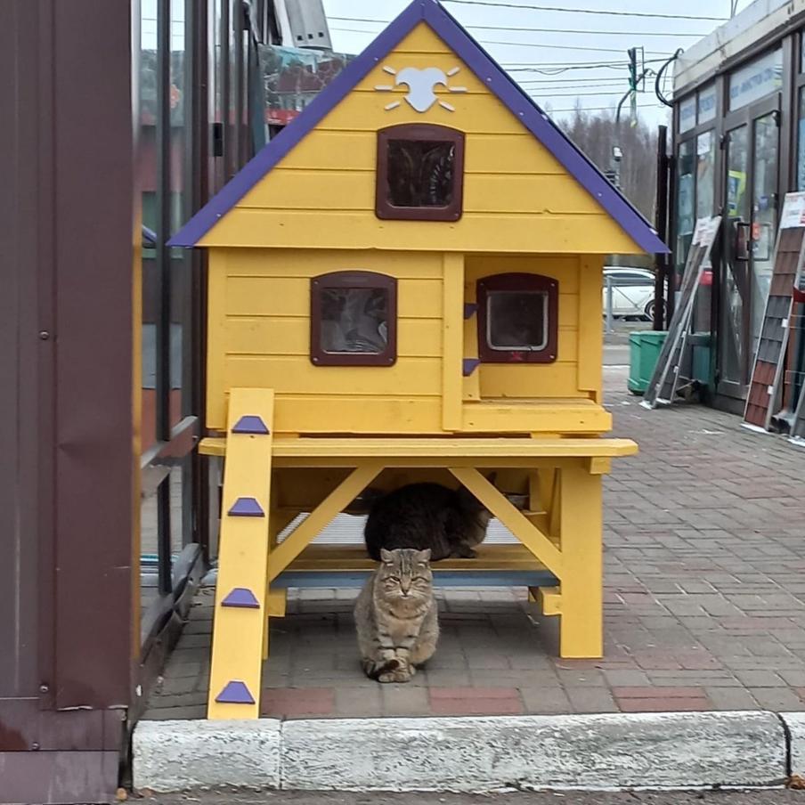 В Москве появились удивительные котокоттеджи, в которых котики чувствуют себя очень уютно