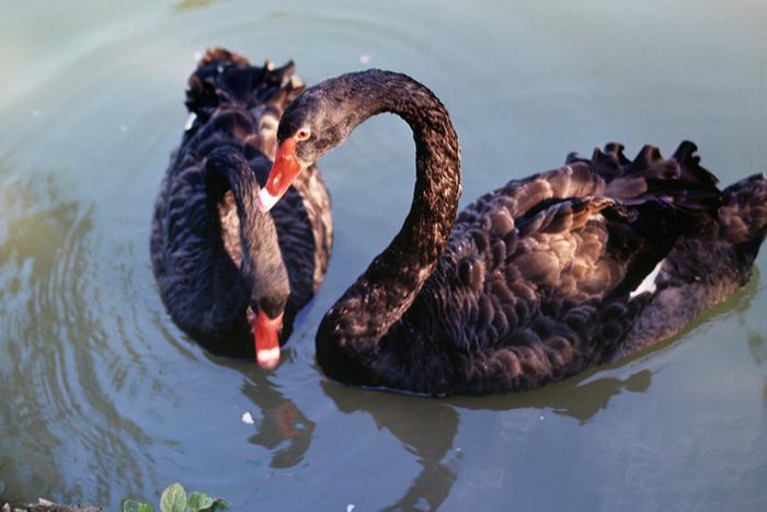 У чёрных лебедей в Московском зоопарке родилось два птенца