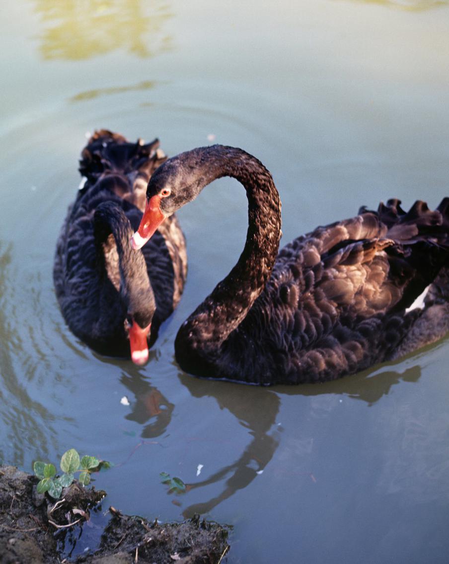 У чёрных лебедей в Московском зоопарке родилось два птенца